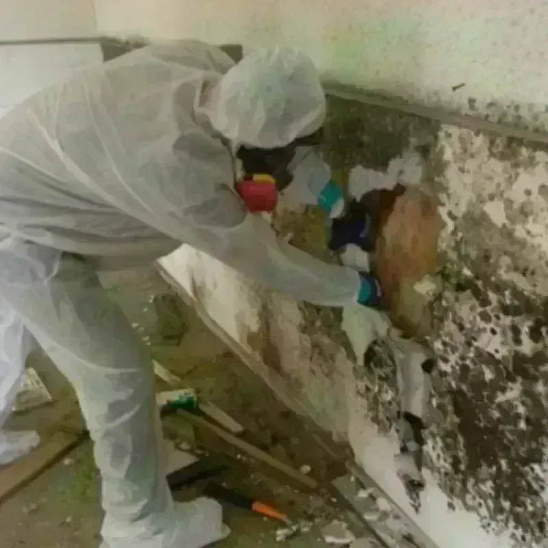 Mold Remediation and Removal in Newton Falls, OH